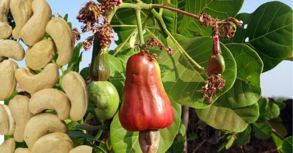 Cashew Nuts: Benefits, Risks, and Nutritional Insights for All