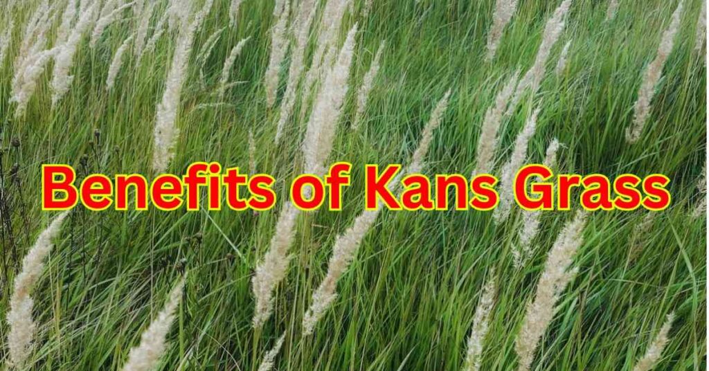 The Benefits and Uses of Kans Grass (Kashful)