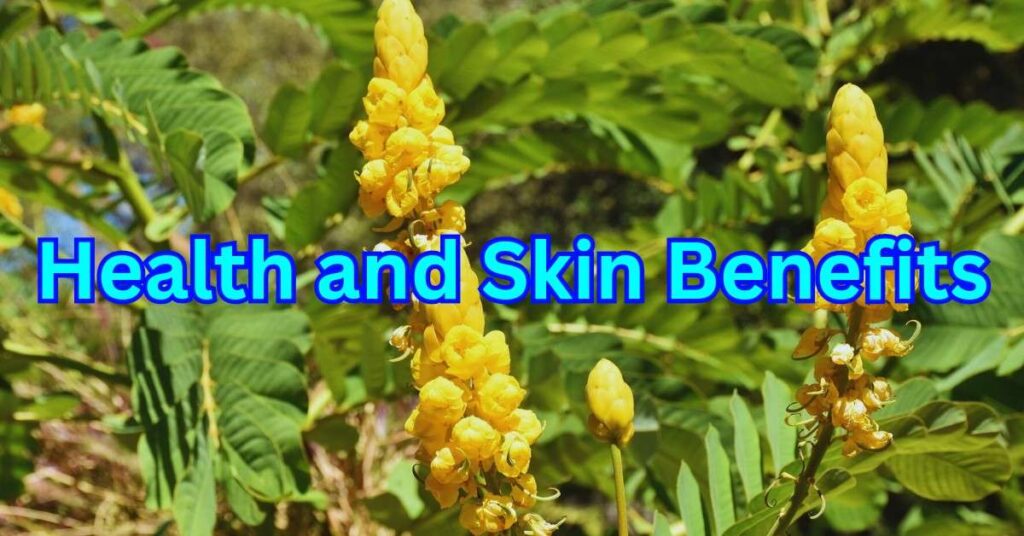 Cassia Alata: 10 Health and Skin Benefits of Senna alata