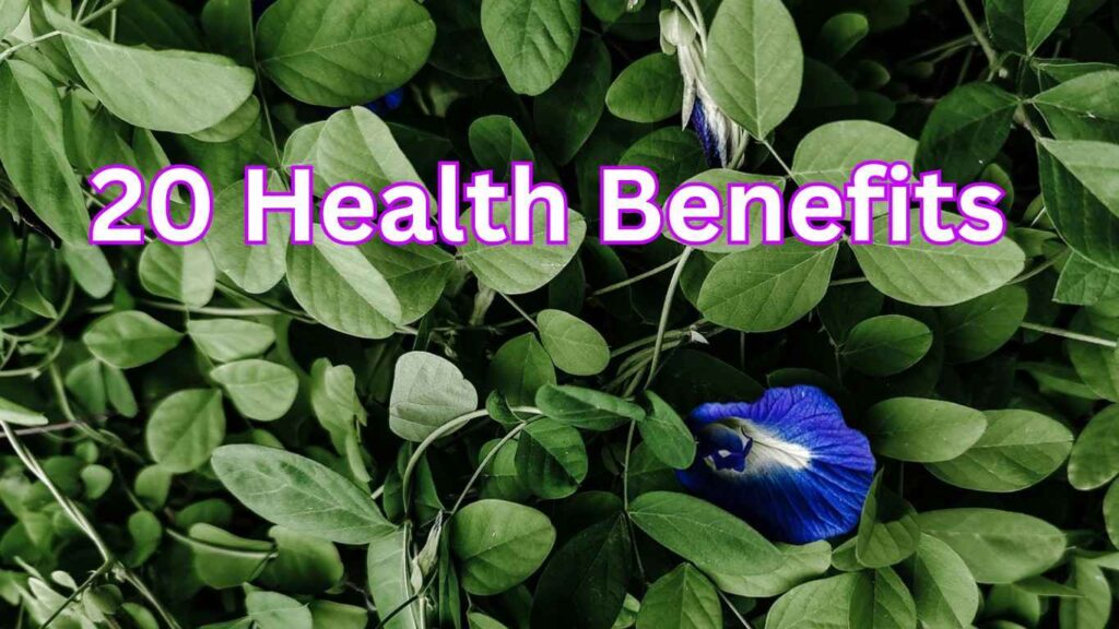 Clitoria ternatea (Butterfly Pea): 20 Benefits, Uses, Recipes, and Side Effects