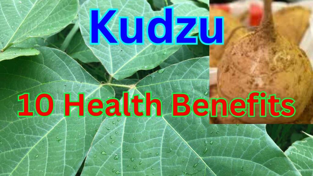 10 Health Benefits & Side Effects of Kudzu (Pueraria tuberosa)