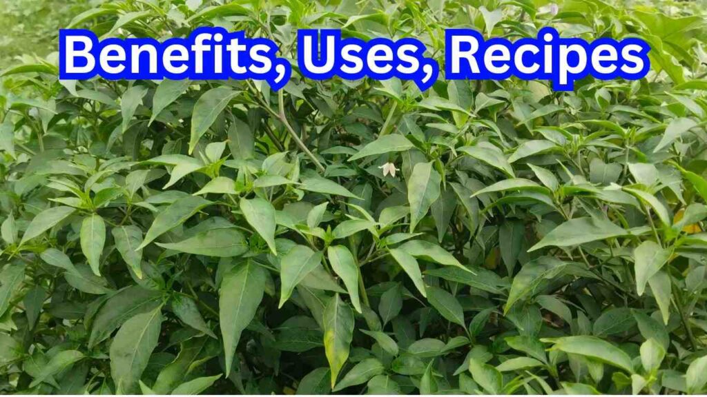 Chili Leaves: Benefits, Uses, Recipes & Where to Buy