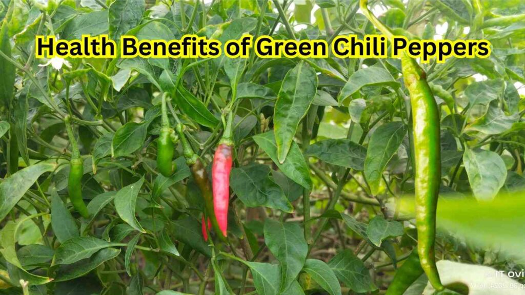 Discover the Health Benefits of Green Chili Peppers