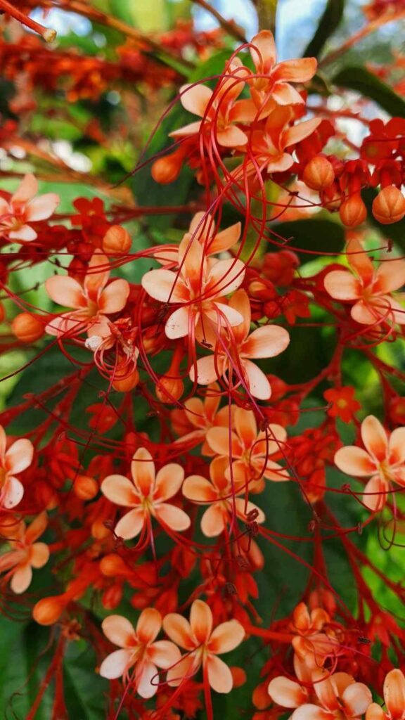 Clerodendrum Paniculatum