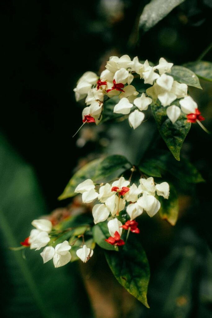 Clerodendrum Thomsoniae