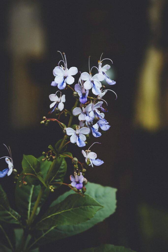 Clerodendrum Ugandense