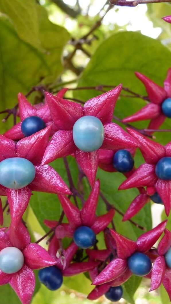 Clerodendrum Trichotomum