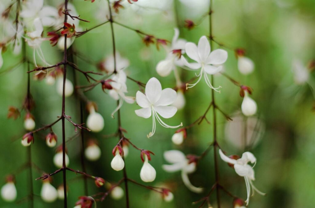 Clerodendrum Wallichii