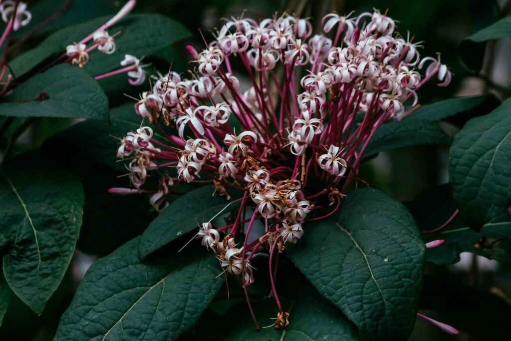 Clerodendrum Quadriloculare