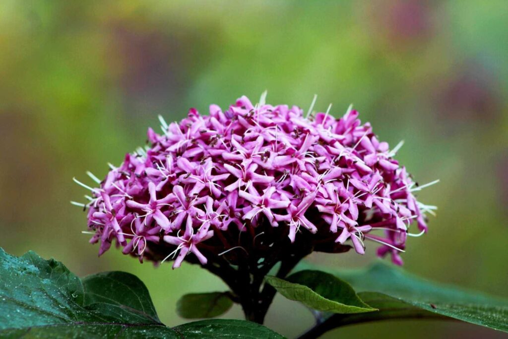 Clerodendrum Bungei