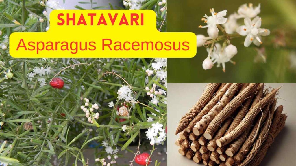 Shatavari (Asparagus racemosus): Dosage, Side Effects, and Health Benefits