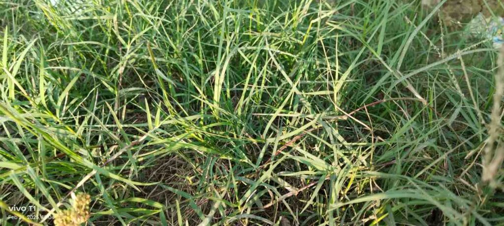 Bermuda Grass Benefits: Discover the Incredible Health Benefits of Arugampul (Couch Grass)