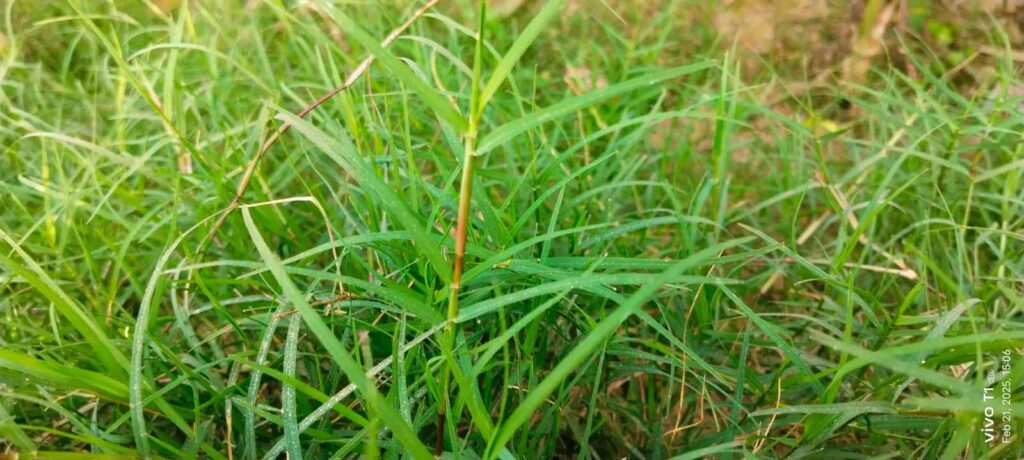 Bermuda Grass Benefits: Discover the Incredible Health Benefits of Arugampul (Couch Grass)